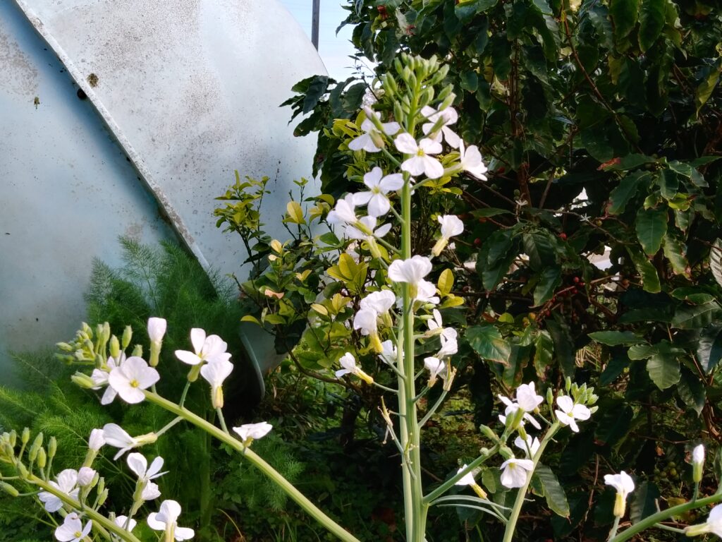 シマダイコンの花
