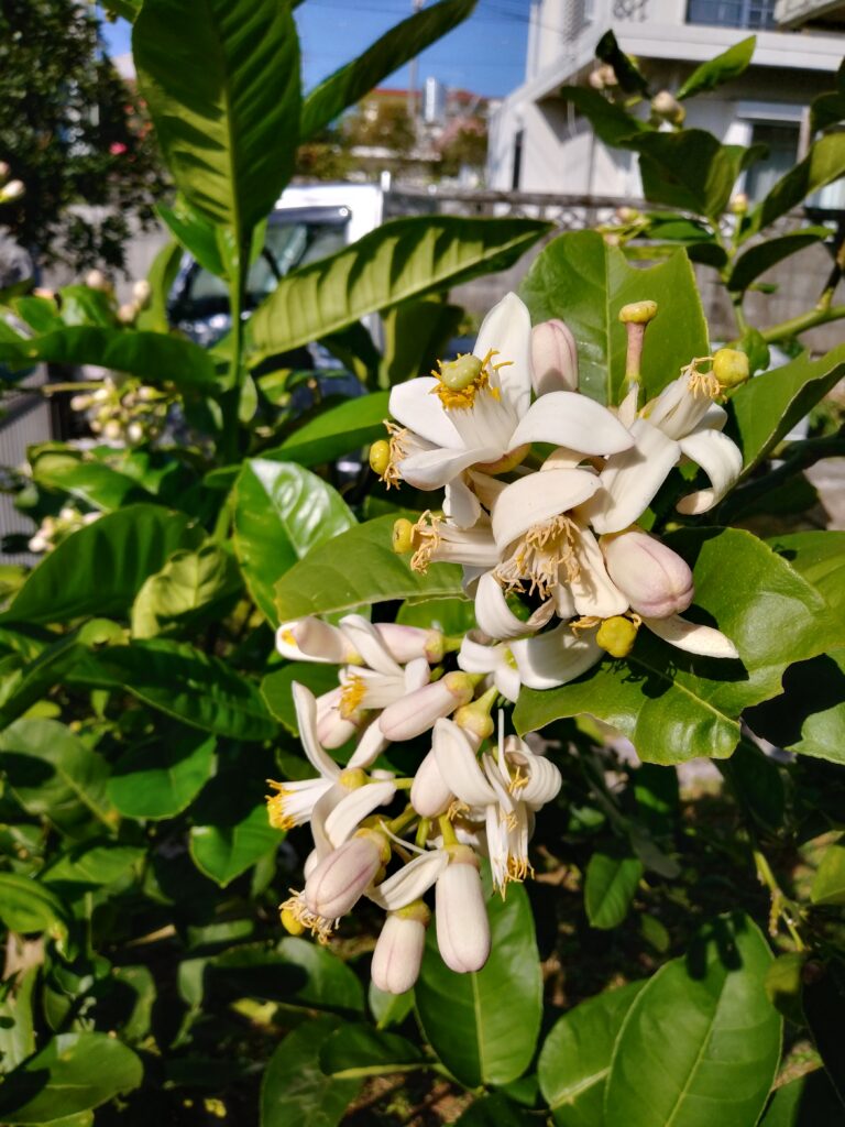 ジャンボレモンの花