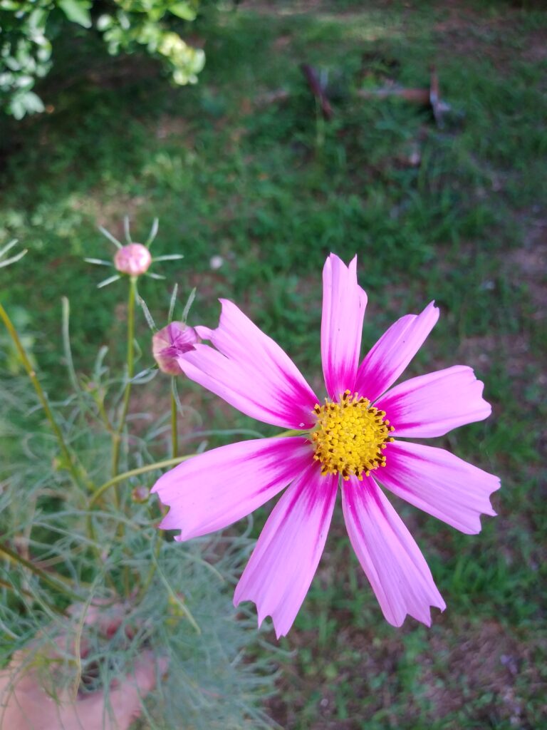 秋の気配ー秋桜