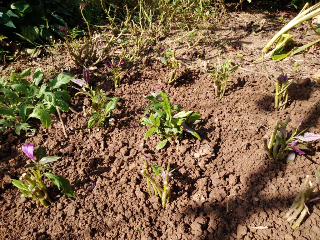 ハンダマ(ｽｲｾﾞﾝｼﾞﾅ)のさし芽