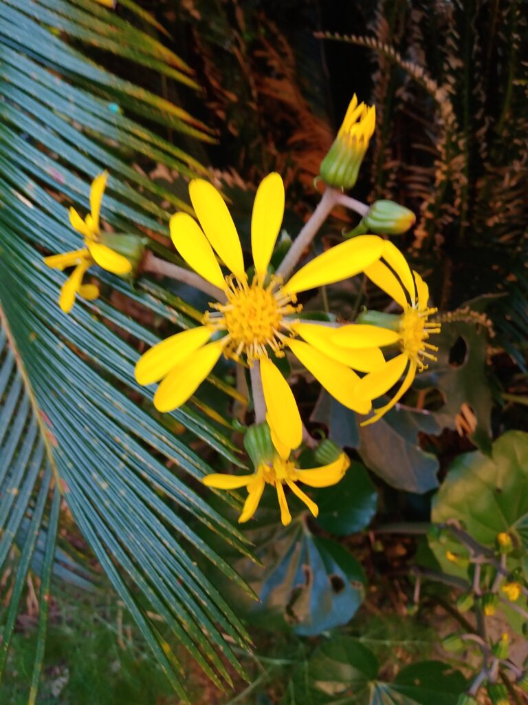 ツワブキの花