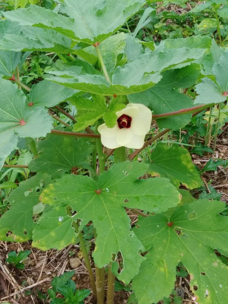 さすが産地