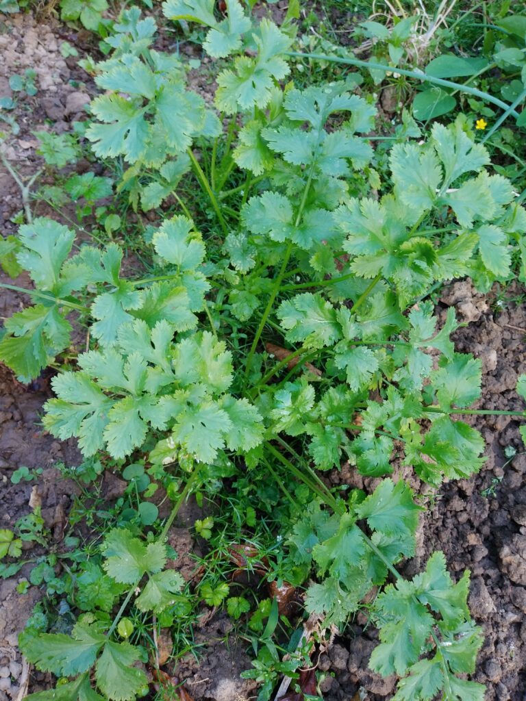 島野菜(パクチー)