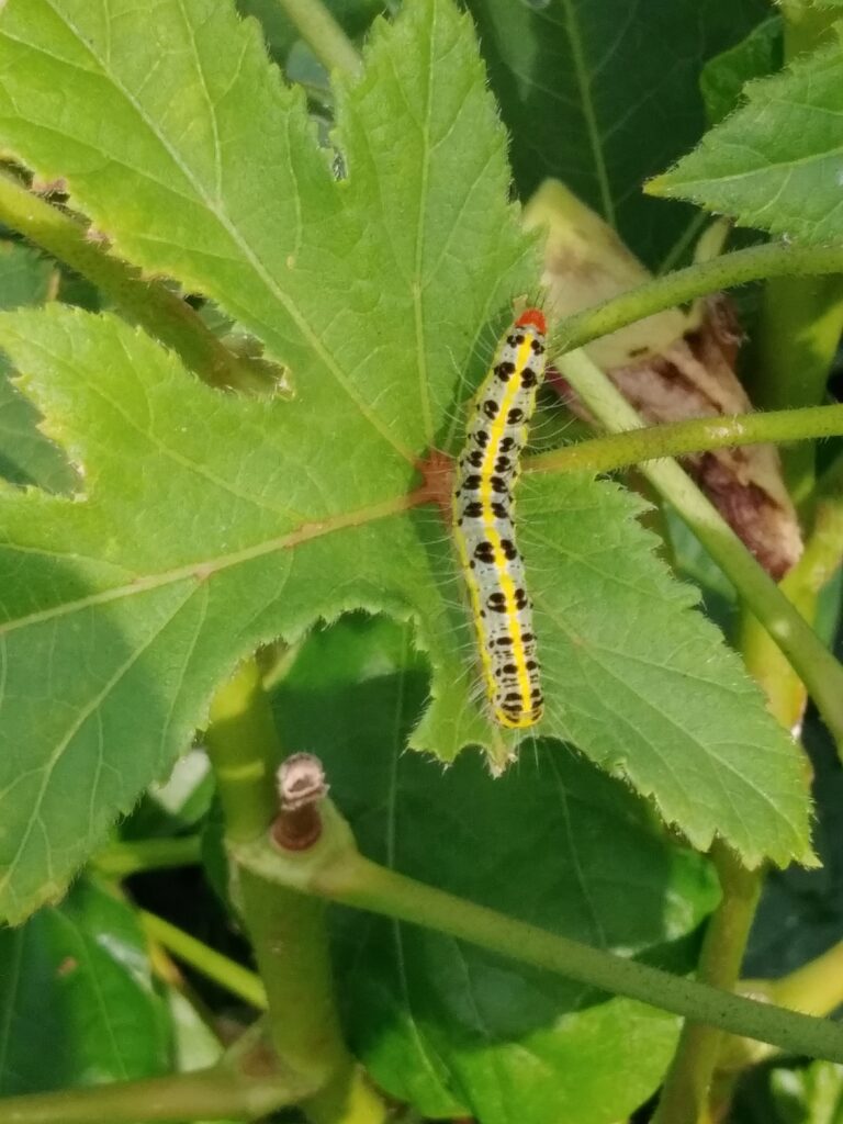 害虫発生