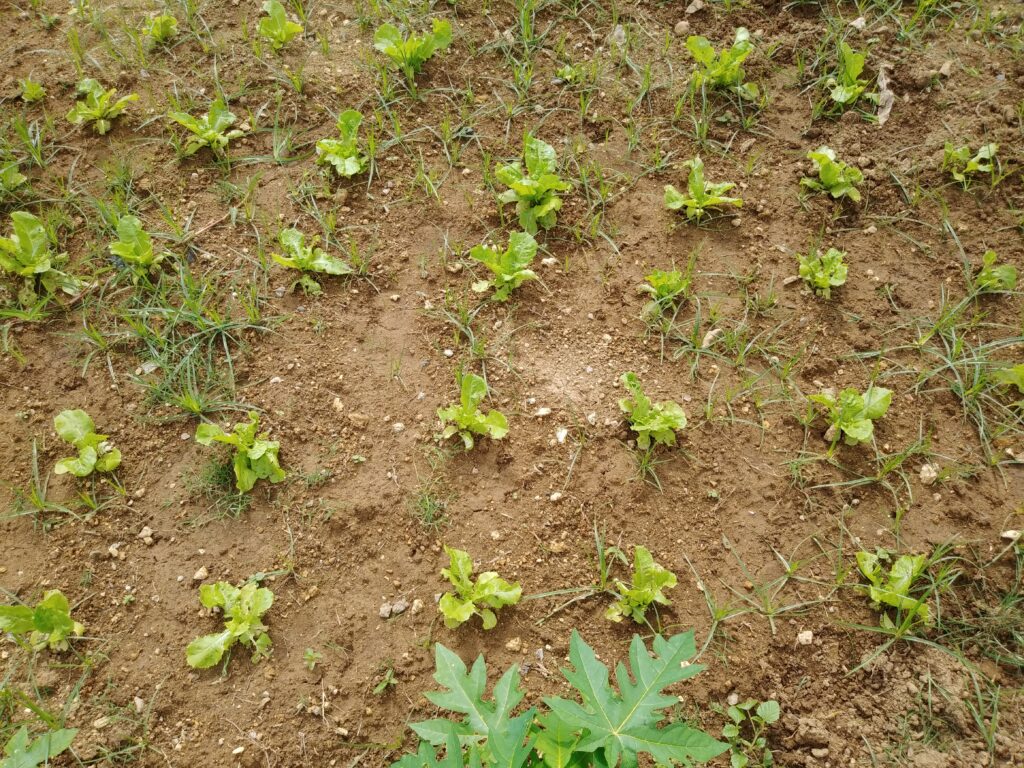 キク科の野菜