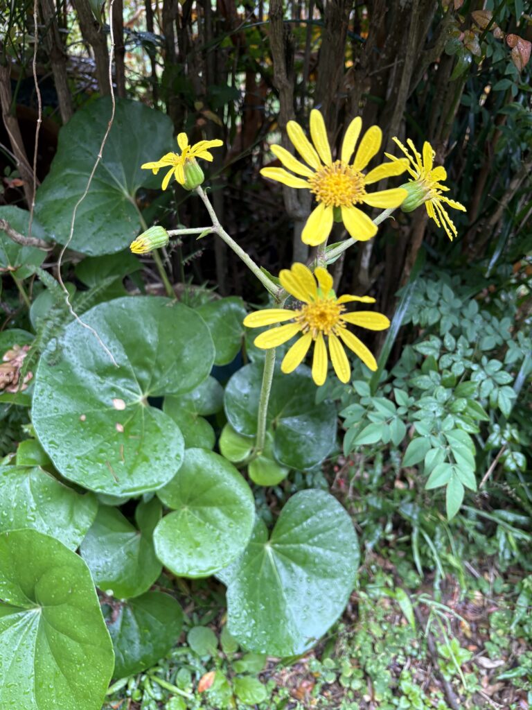 花が少ない