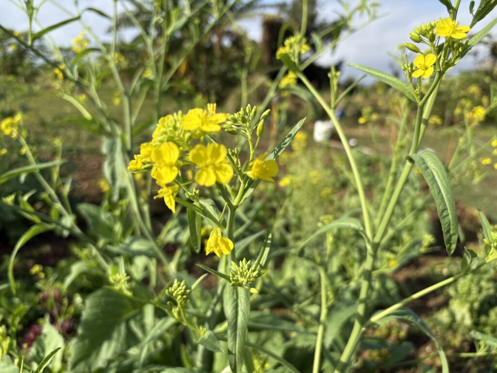 菜の花(カラシナ)