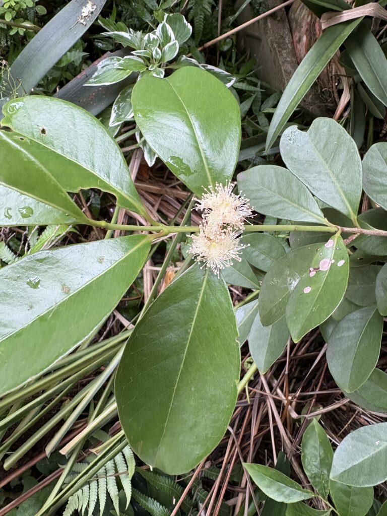 花が似ている