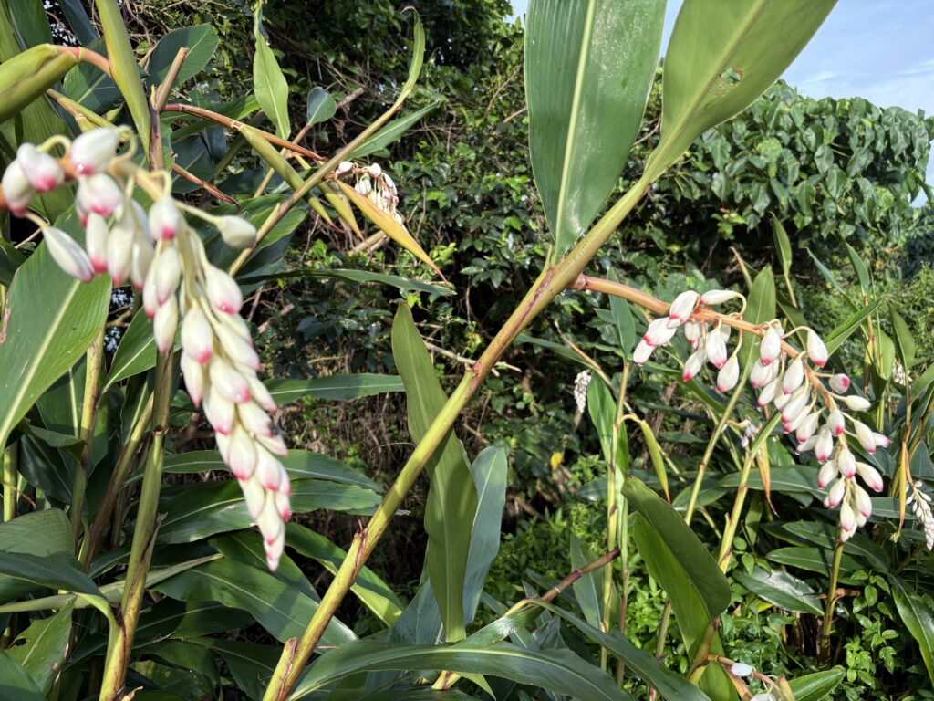 サンニンの花