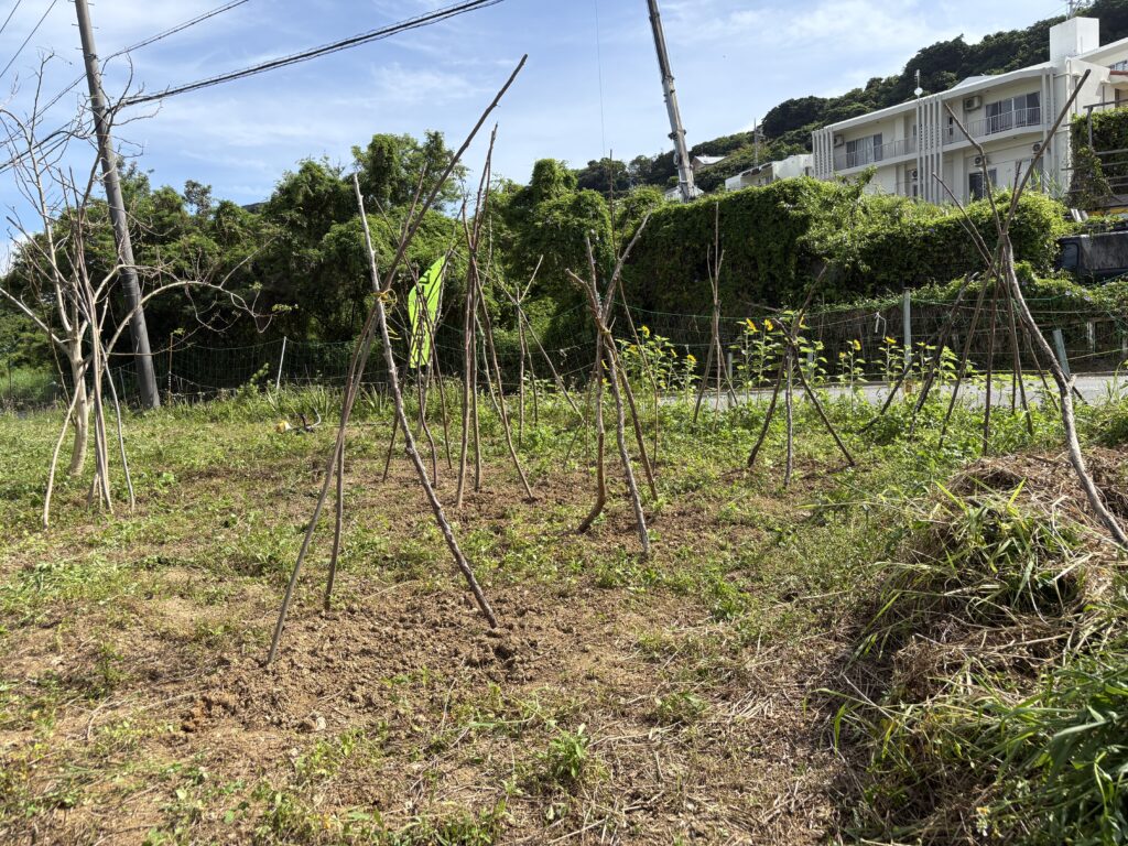 植え付け