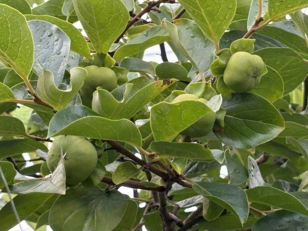 富有柿