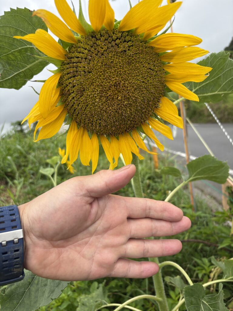 今年は小さい