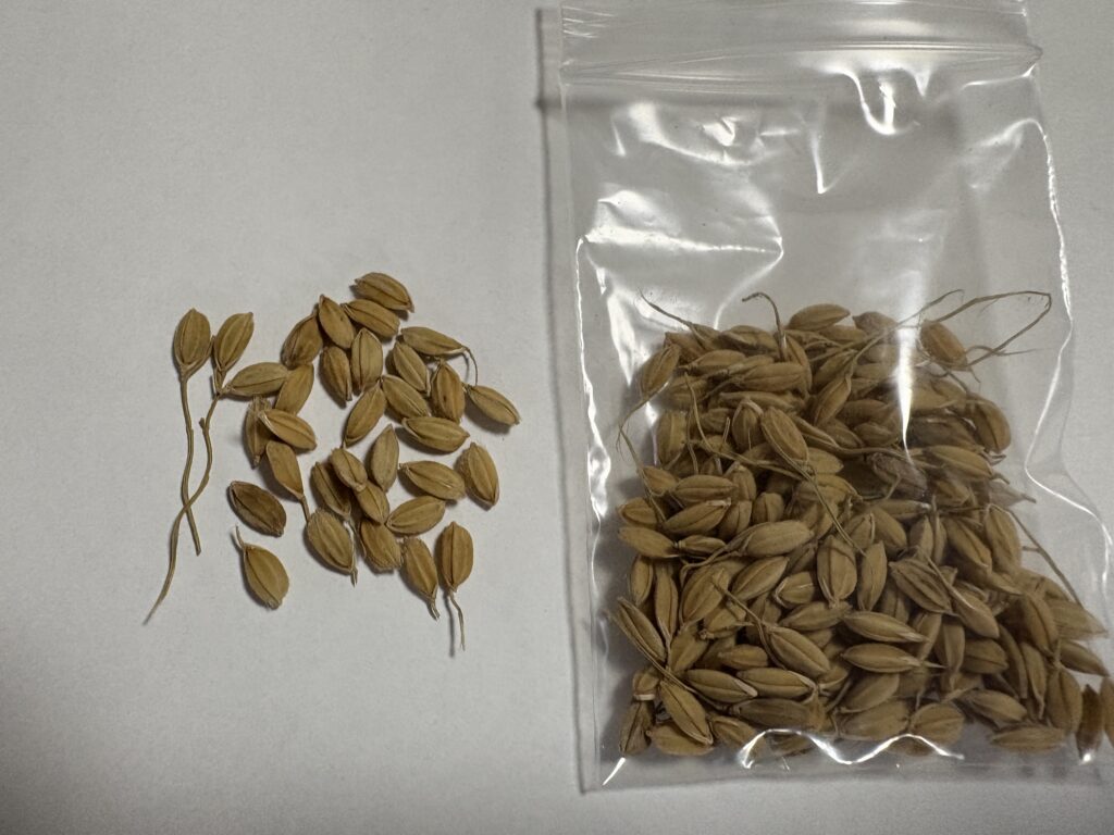陸稲
