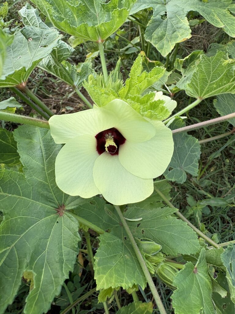 花も大きい
