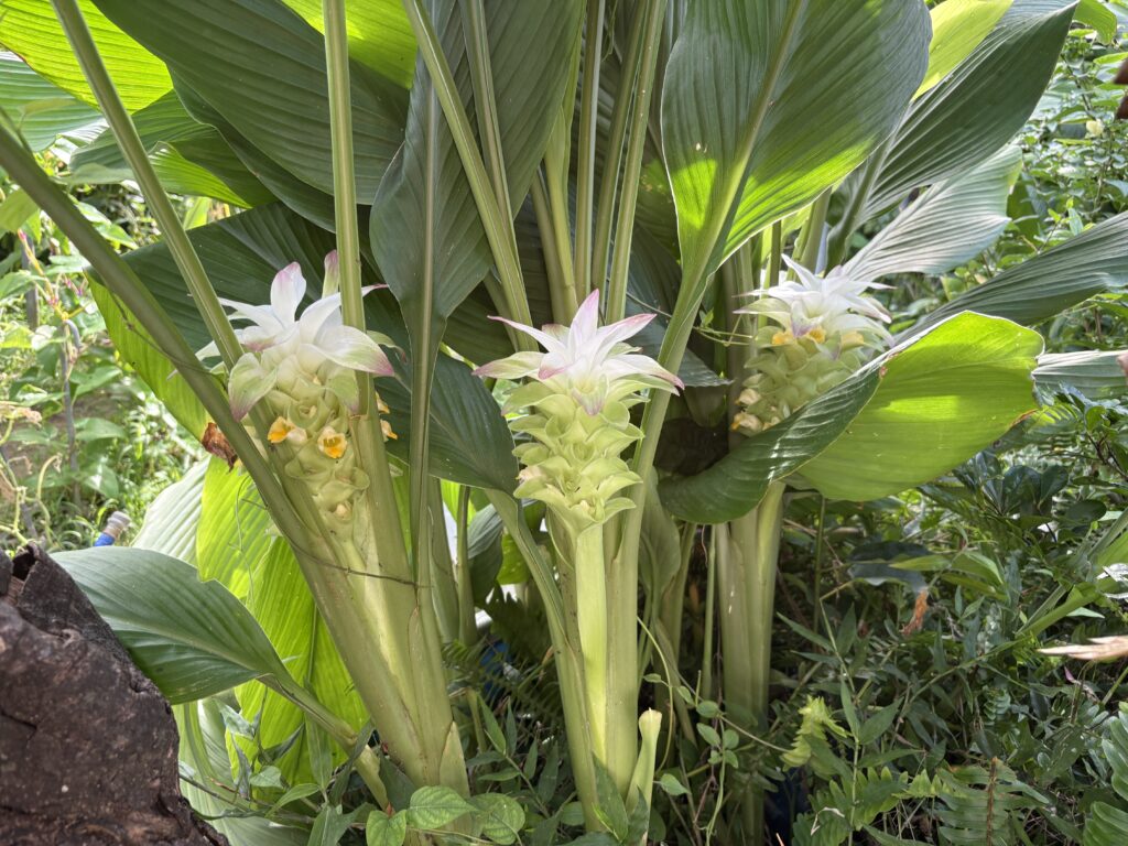 ウコンの花