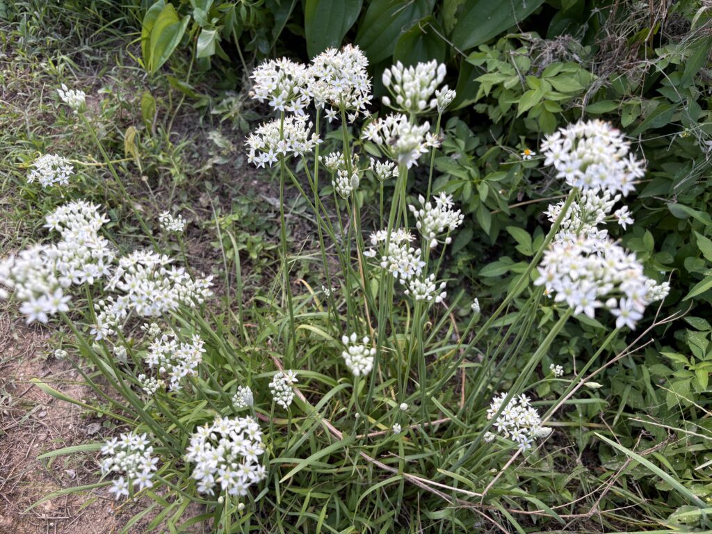 島ニラの花