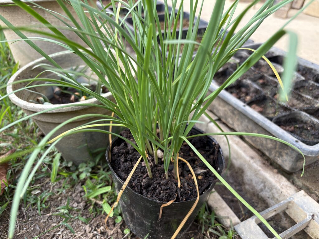 在来種