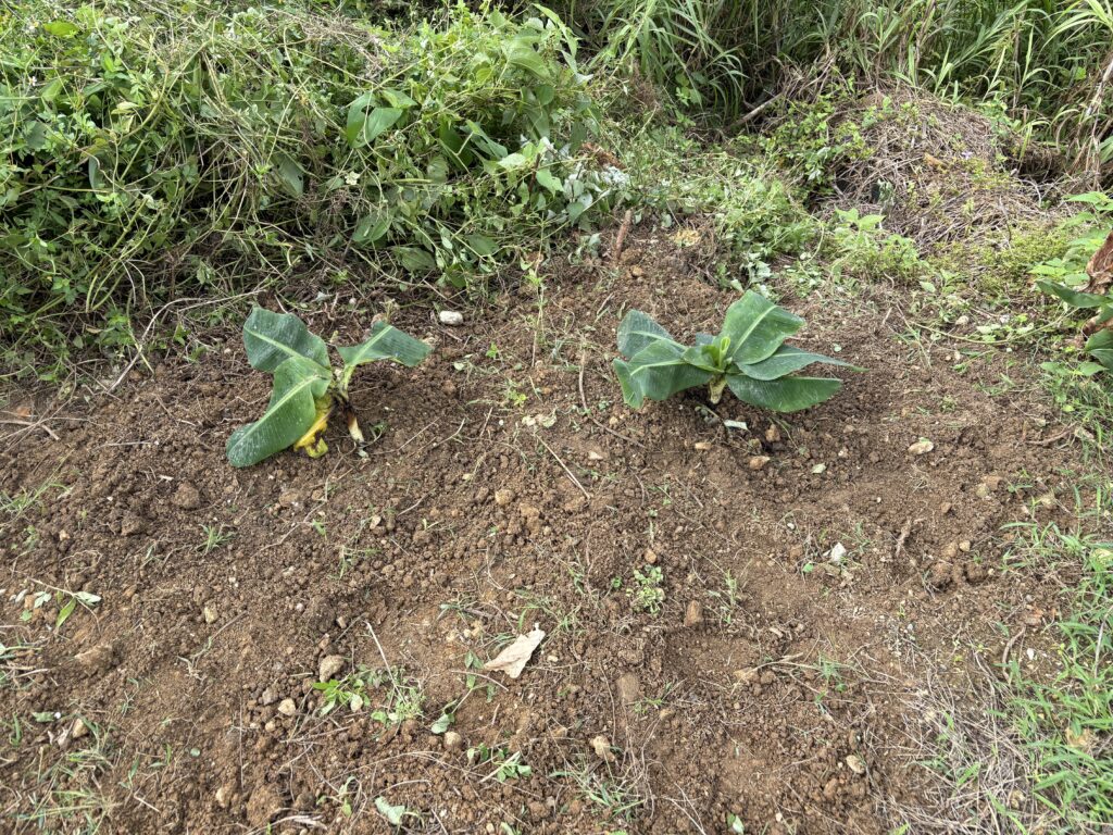 モンキーバナナ