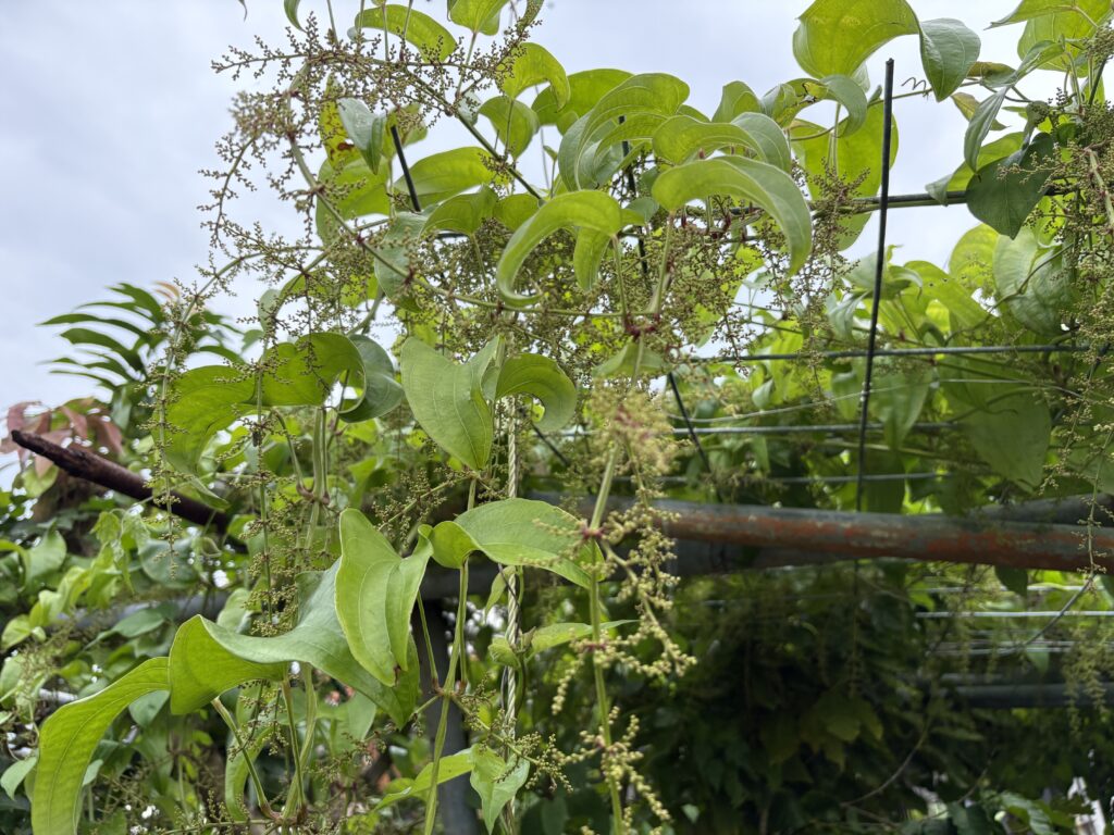 ヤマイモ(ダイジョ)の花