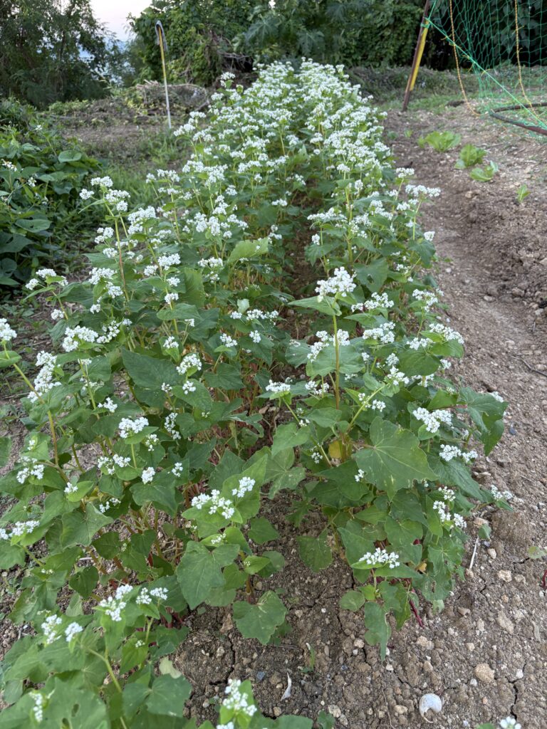ソバの花
