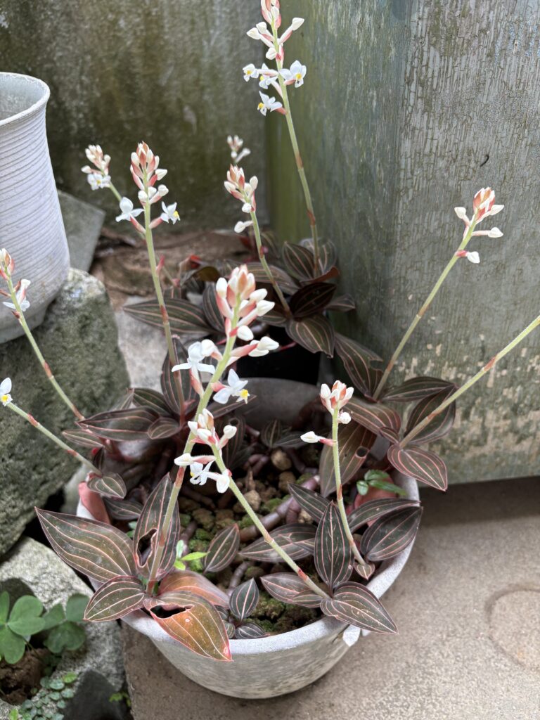 ホンコンシュスラン