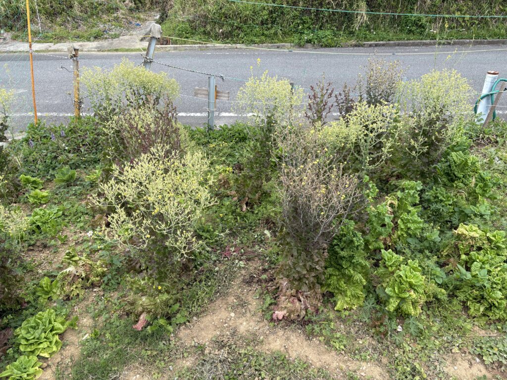 いつもより早く