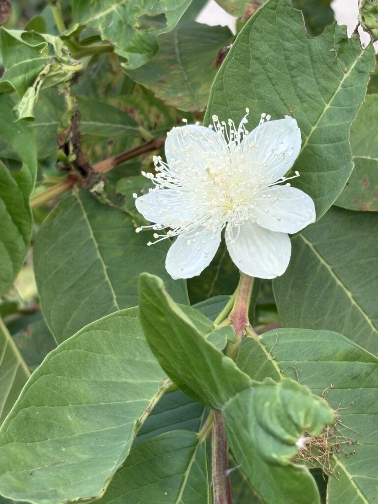 バンジロウ―(グァバ)