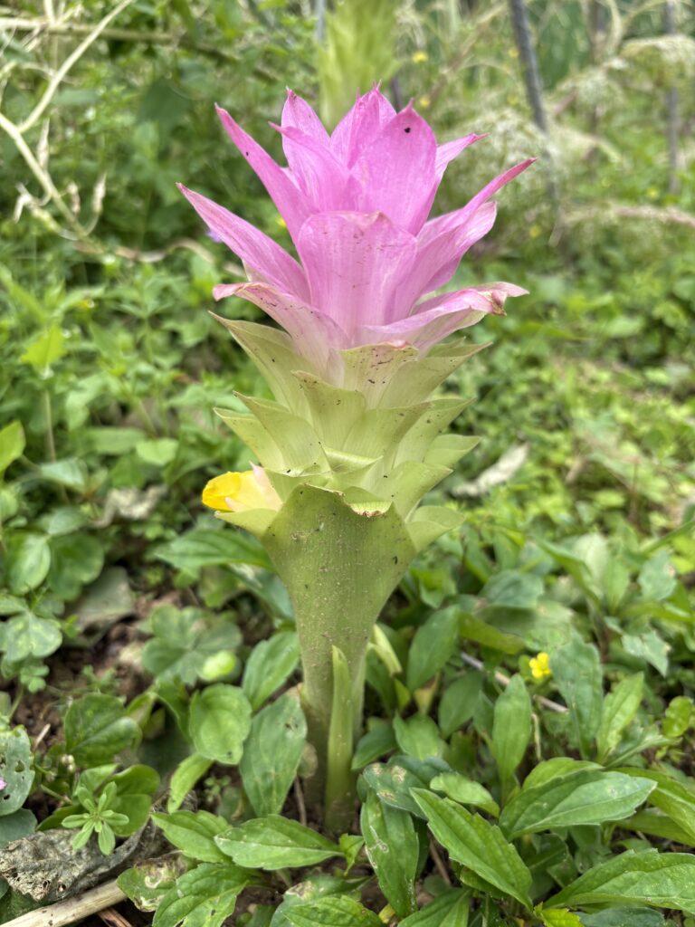 シーミーの季節