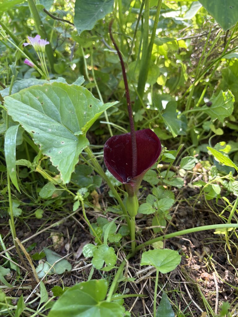 雑草の花