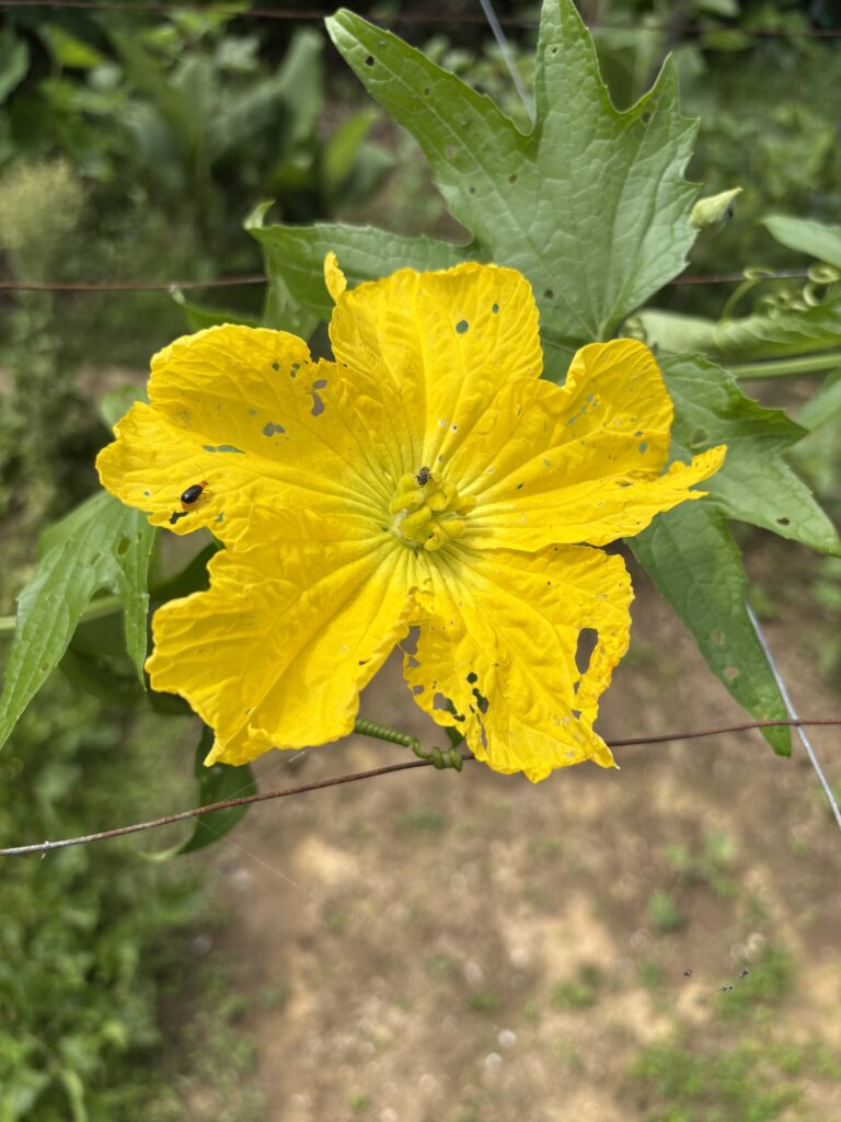 夏は黄色
