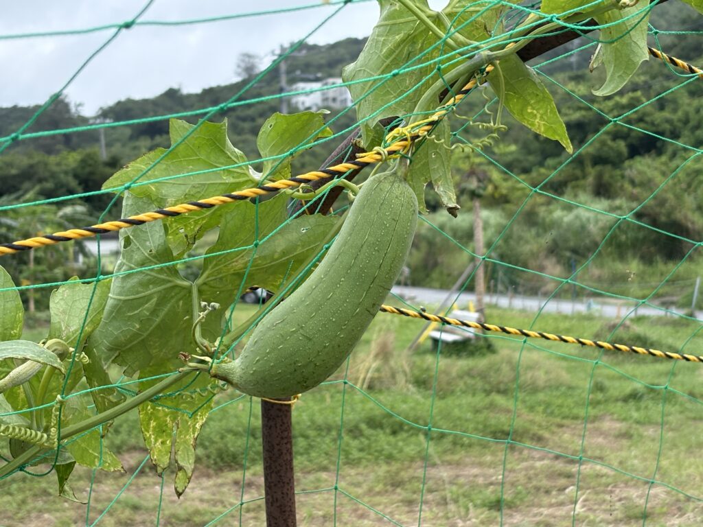 タネをとる