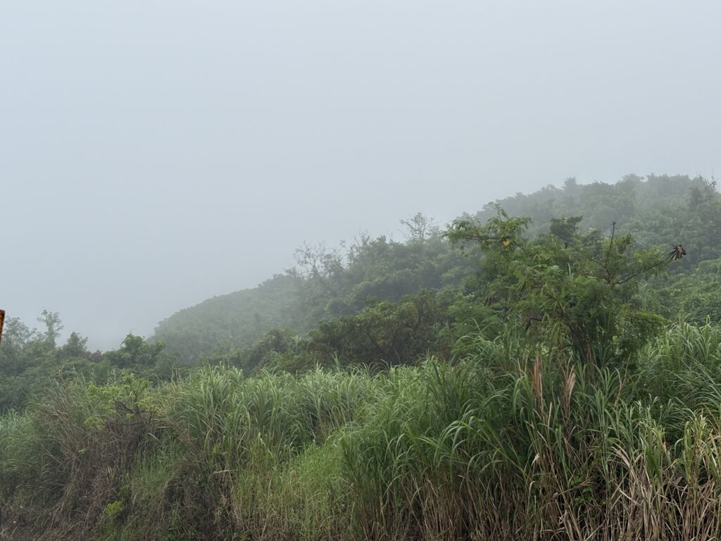 梅雨明け？