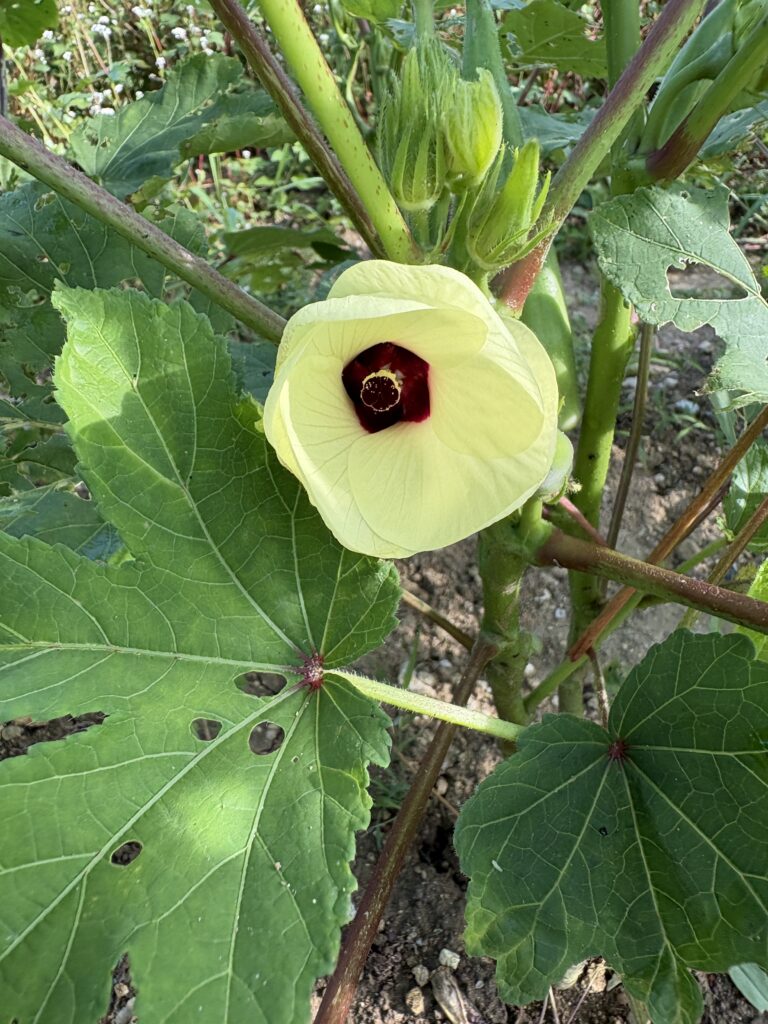 オクラの花