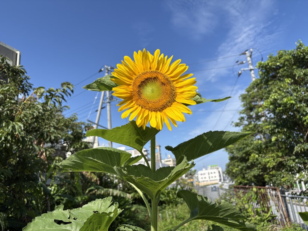 梅雨明け