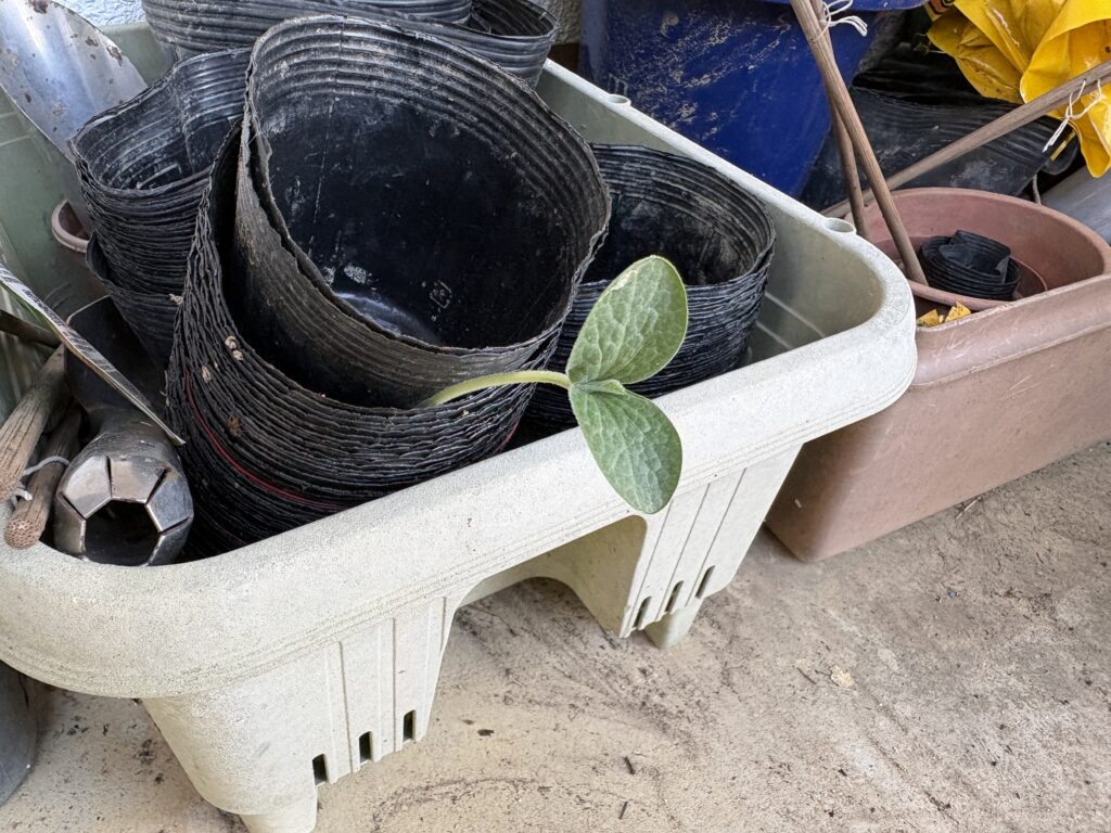 タフ