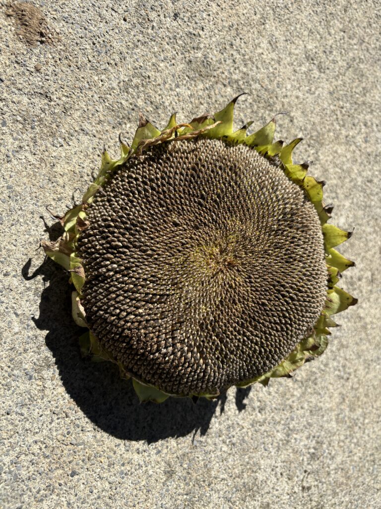 ぎっしり