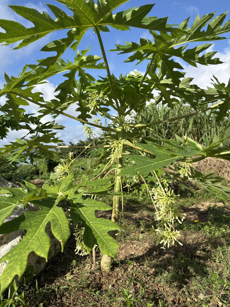 パパイヤ雄株